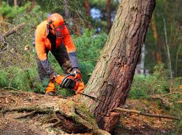 Professional Tree Care in Park Center, CO