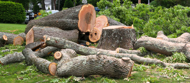 Best Tree Preservation Services  in Park Center, CO