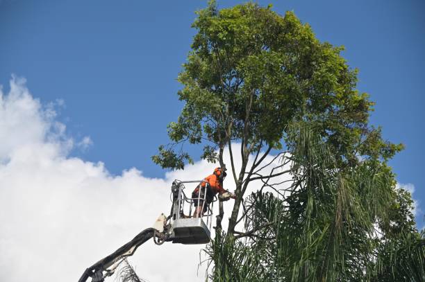 Best Emergency Tree Removal  in Park Center, CO