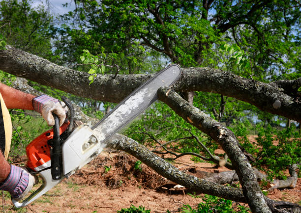Best Tree and Shrub Care  in Park Center, CO